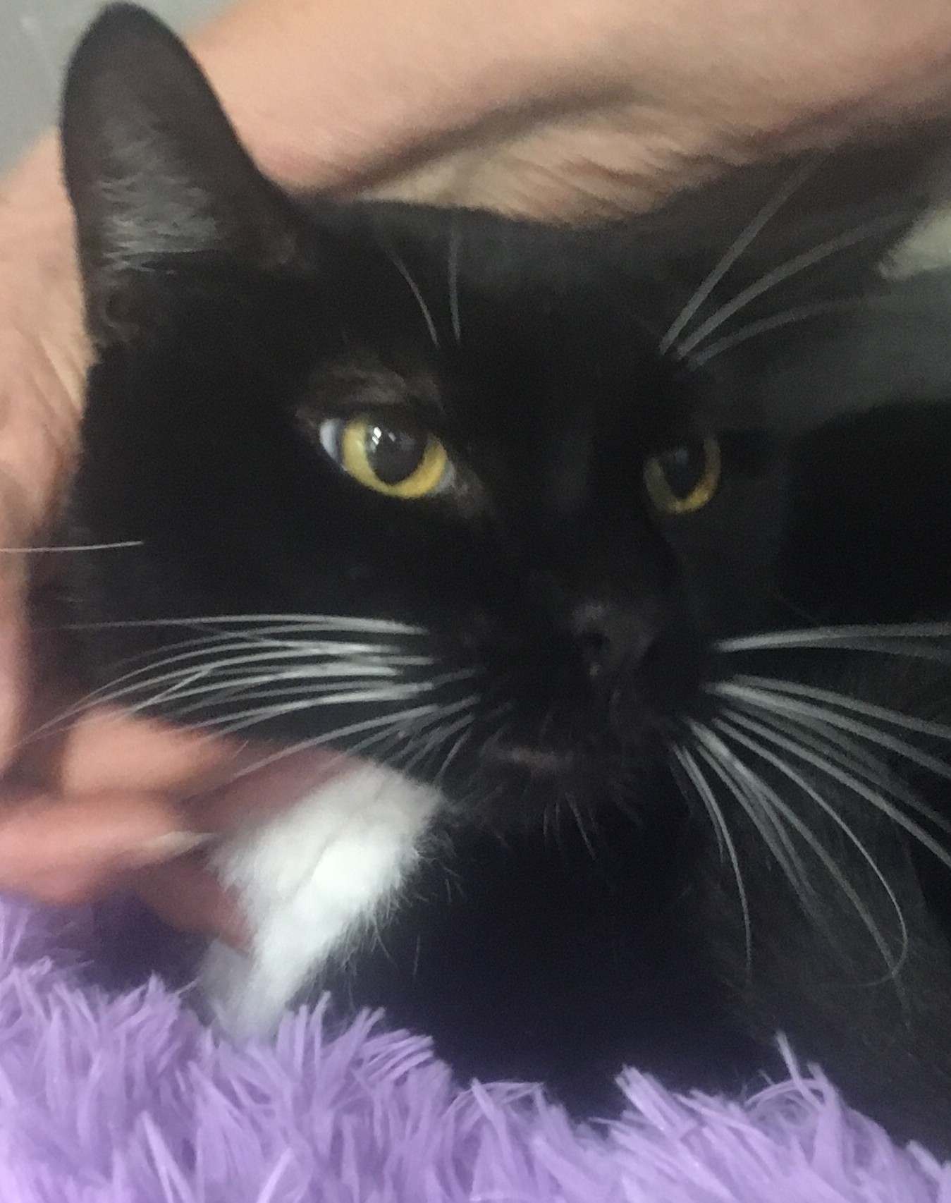 Indie, an adoptable Domestic Short Hair in St Petersburg, FL, 33710 | Photo Image 2