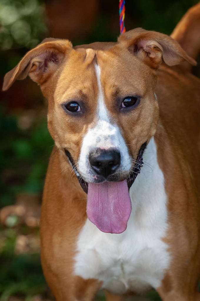 Tuffy, an adoptable Pit Bull Terrier in Johnson City, TN, 37604 | Photo Image 1