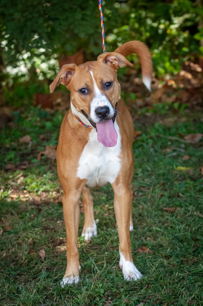 Tuffy, an adoptable Pit Bull Terrier in Johnson City, TN, 37604 | Photo Image 3