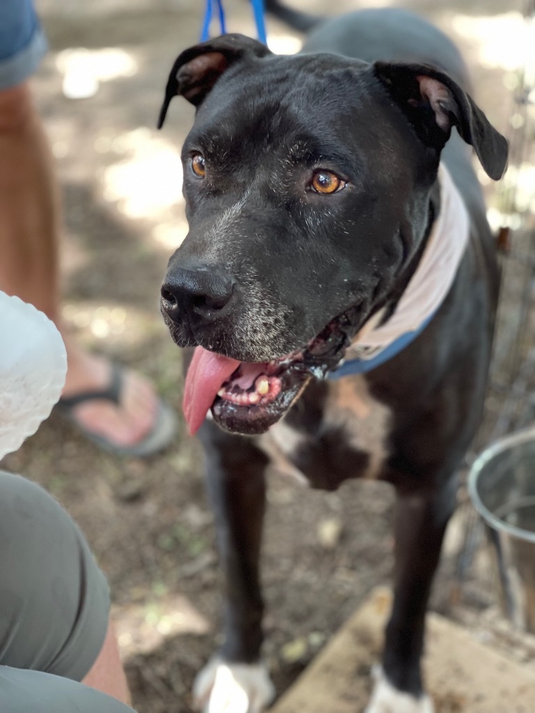 Zeus, an adoptable Mastiff in Comanche, TX, 76442 | Photo Image 1