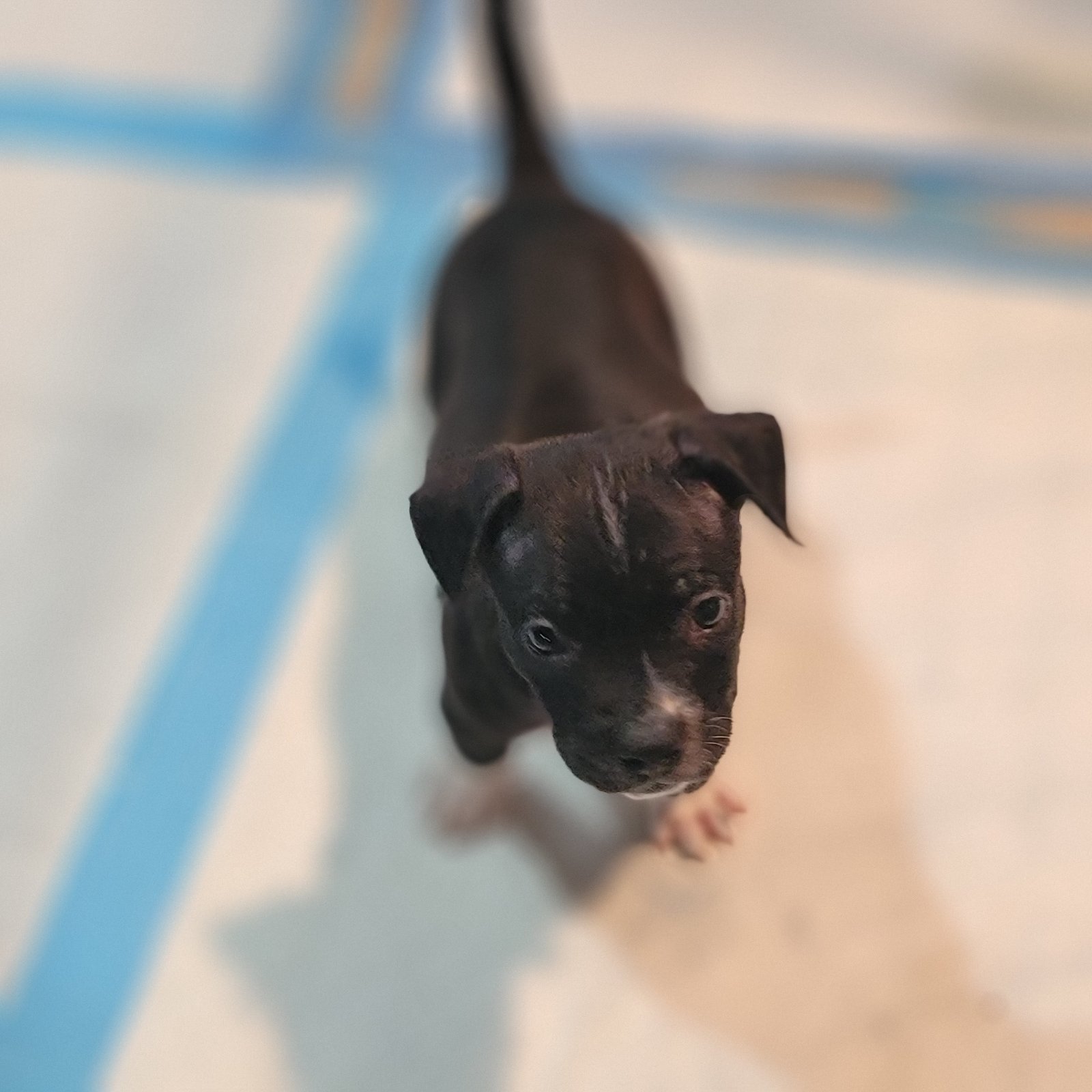 Nugget, an adoptable Pit Bull Terrier in Marine City, MI, 48039 | Photo Image 1