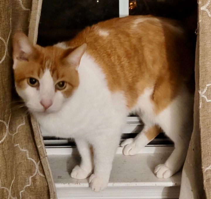 Creamsicle, an adopted Domestic Short Hair in Cranford, NJ_image-1