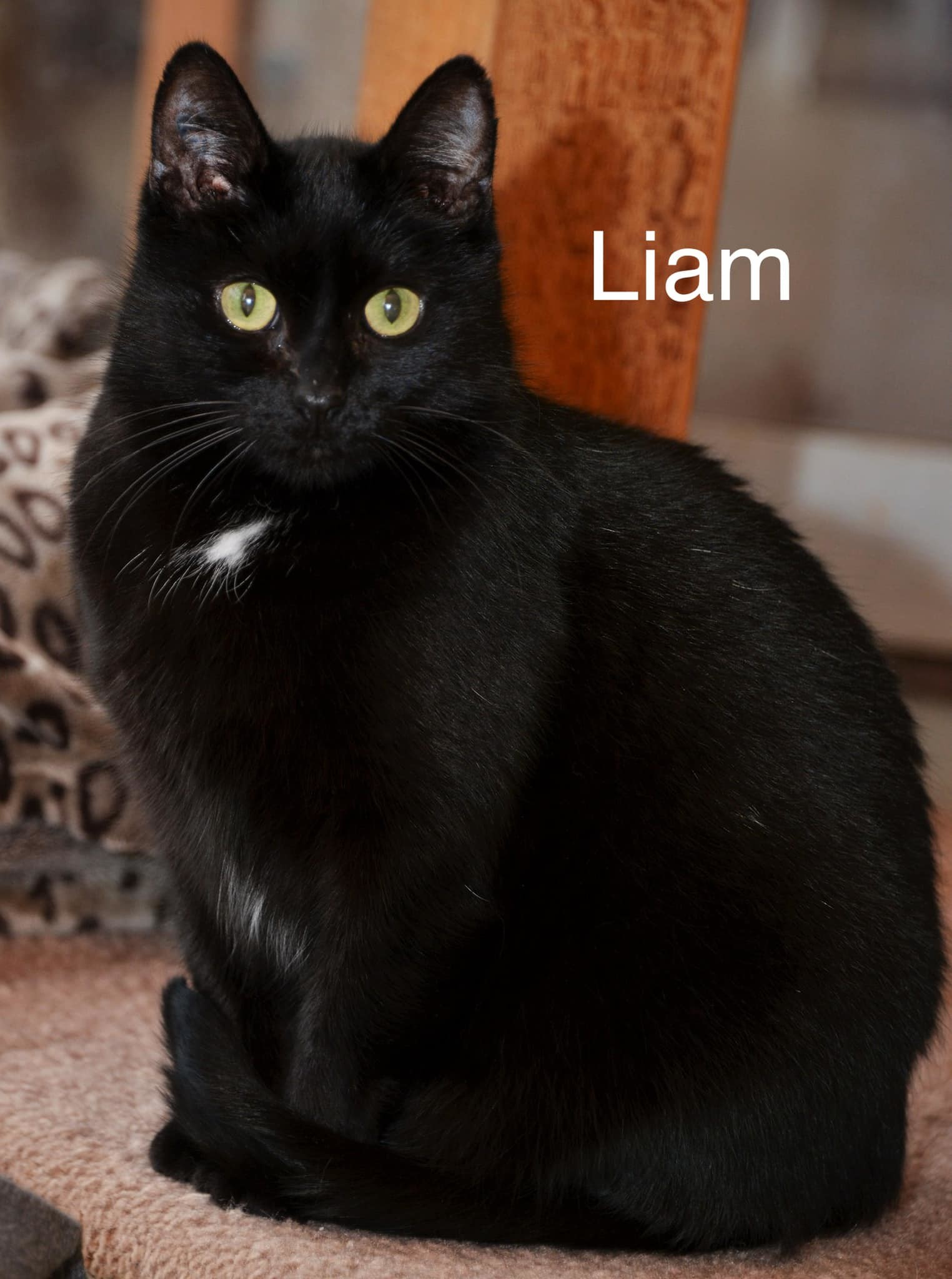 Liam, an adoptable Domestic Short Hair in Chilliwack, BC, V2P 6H3 | Photo Image 1