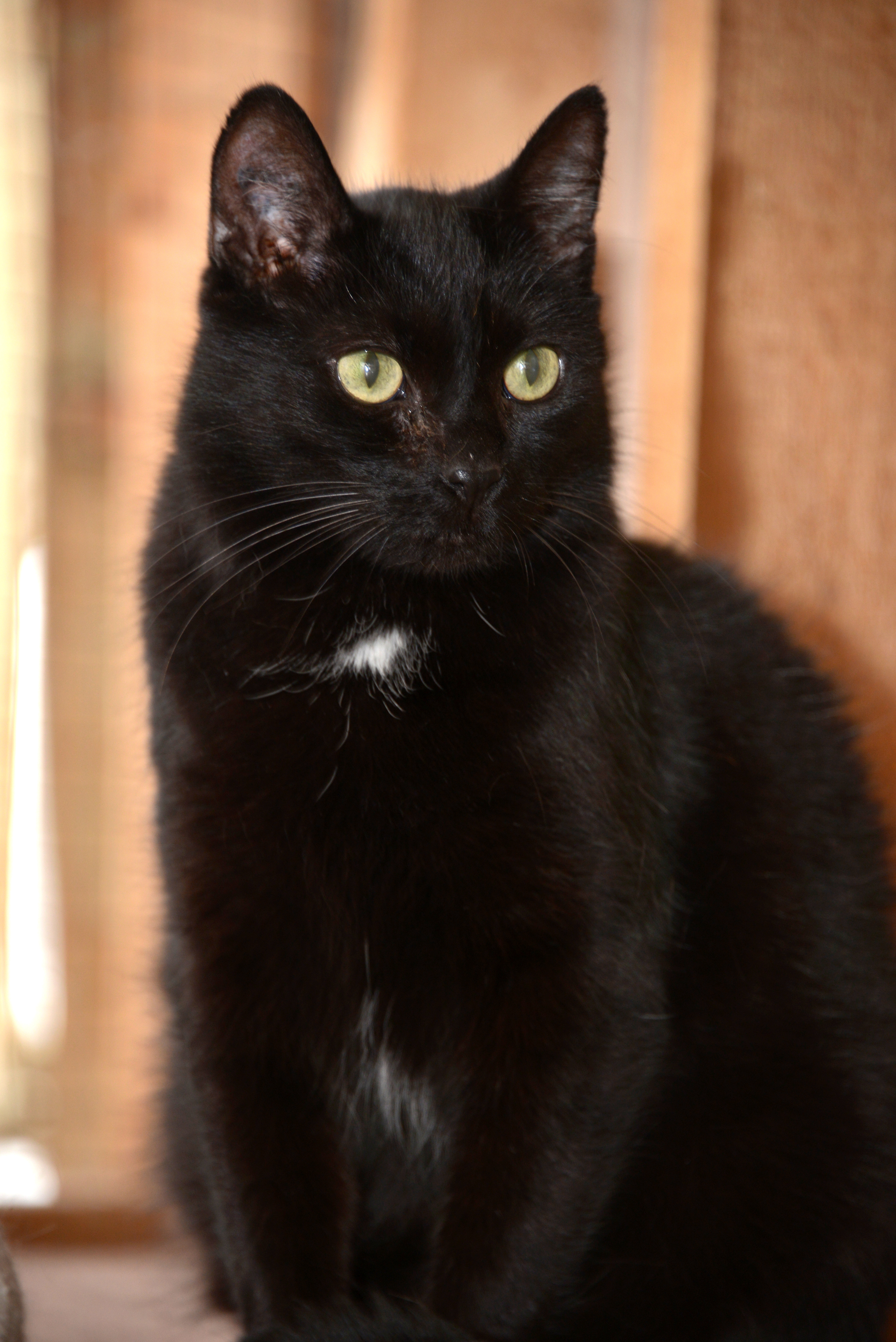 Liam, an adoptable Domestic Short Hair in Chilliwack, BC, V2P 6H3 | Photo Image 2