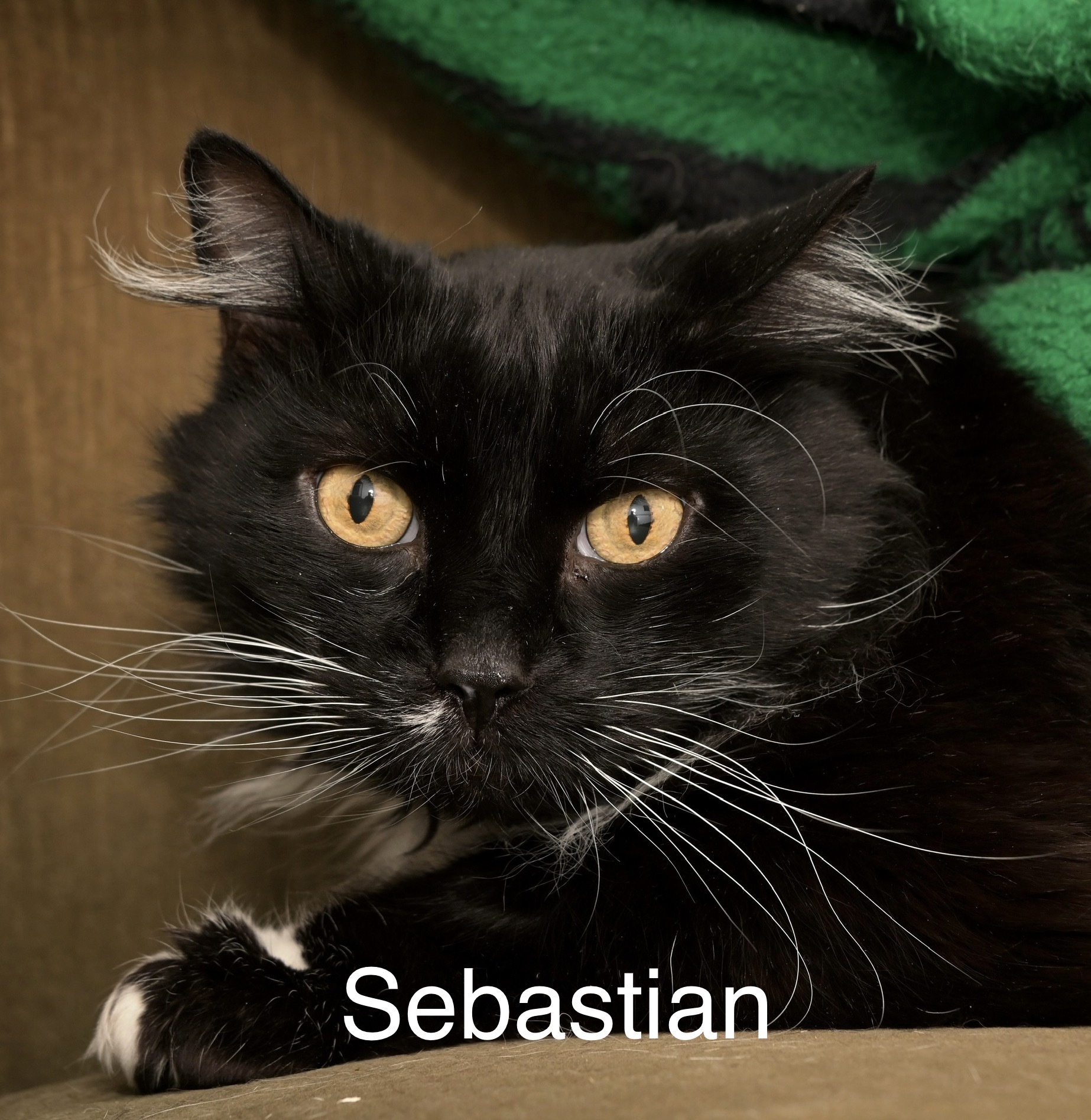 Sebastian, an adoptable Domestic Long Hair in Chilliwack, BC, V2P 6H3 | Photo Image 1