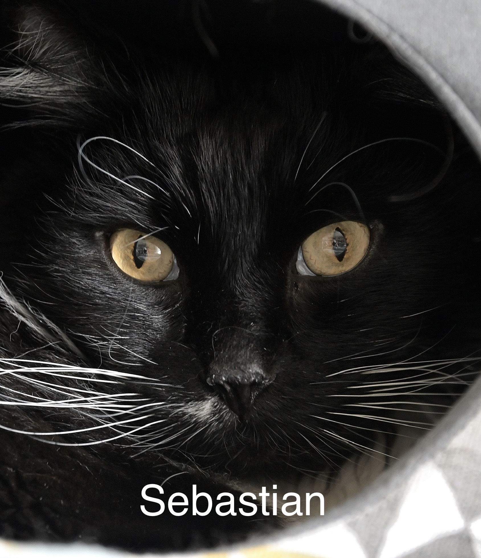 Sebastian, an adoptable Domestic Long Hair in Chilliwack, BC, V2P 6H3 | Photo Image 2