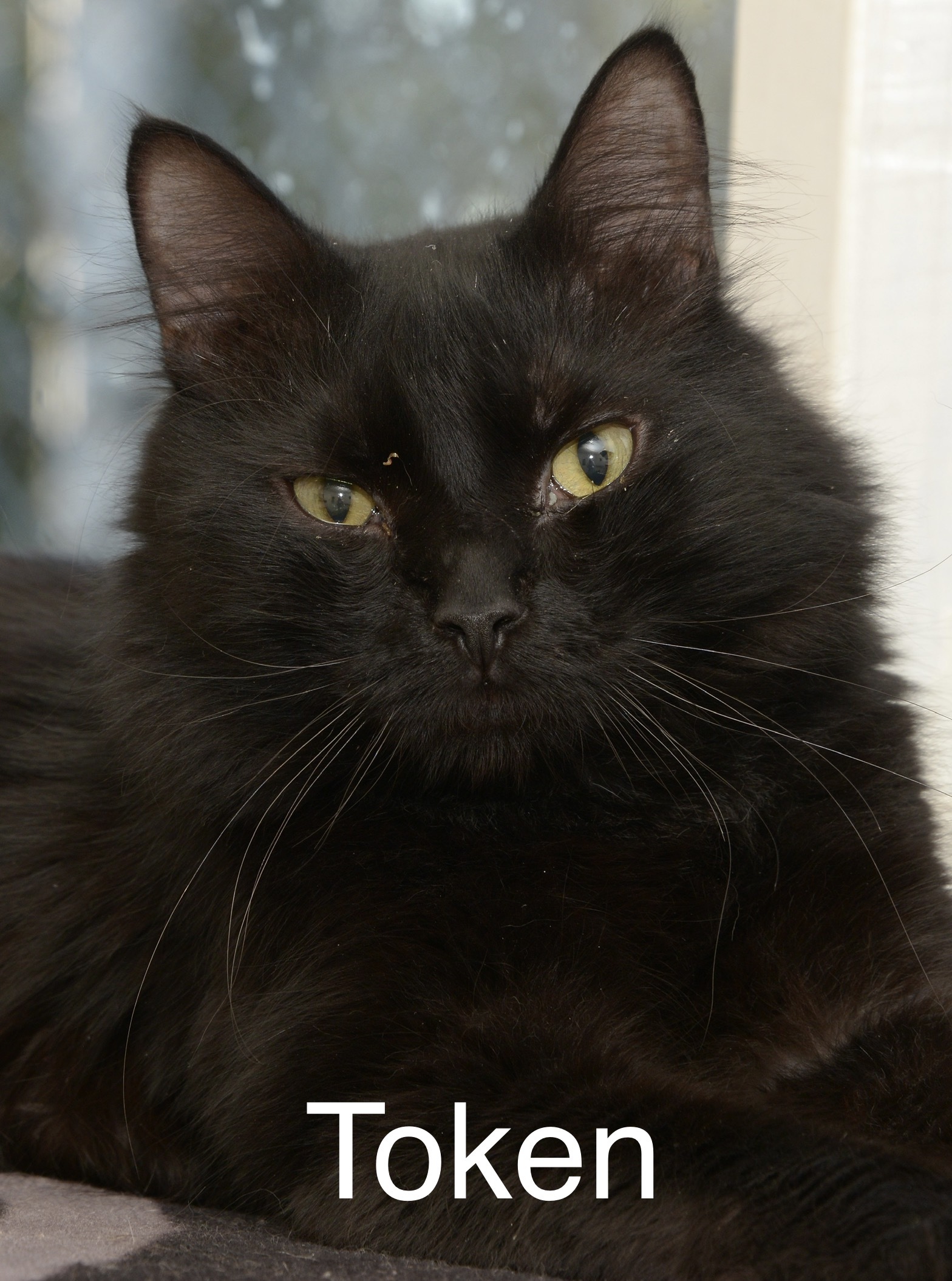 Token, an adoptable Domestic Long Hair in Chilliwack, BC, V2P 6H3 | Photo Image 1