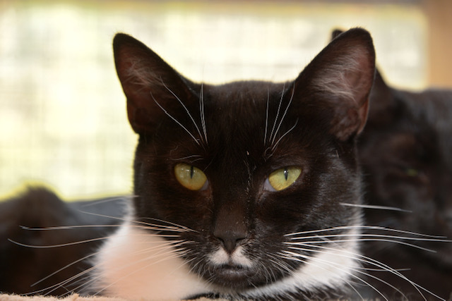 Gwyneth, an adoptable Domestic Short Hair in Chilliwack, BC, V2P 6H3 | Photo Image 2