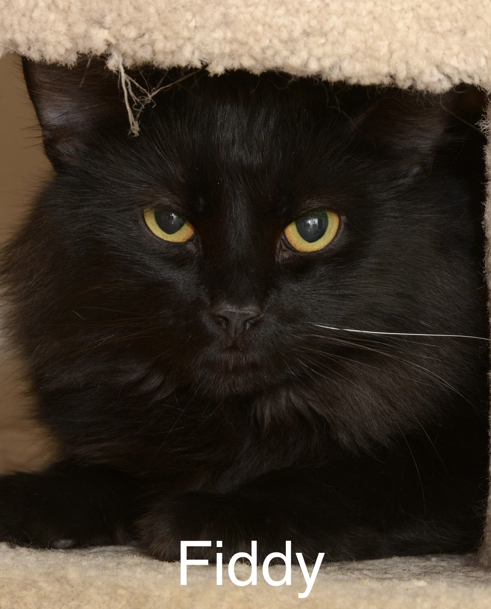 Fiddy, an adoptable Domestic Long Hair in Chilliwack, BC, V2P 6H3 | Photo Image 1