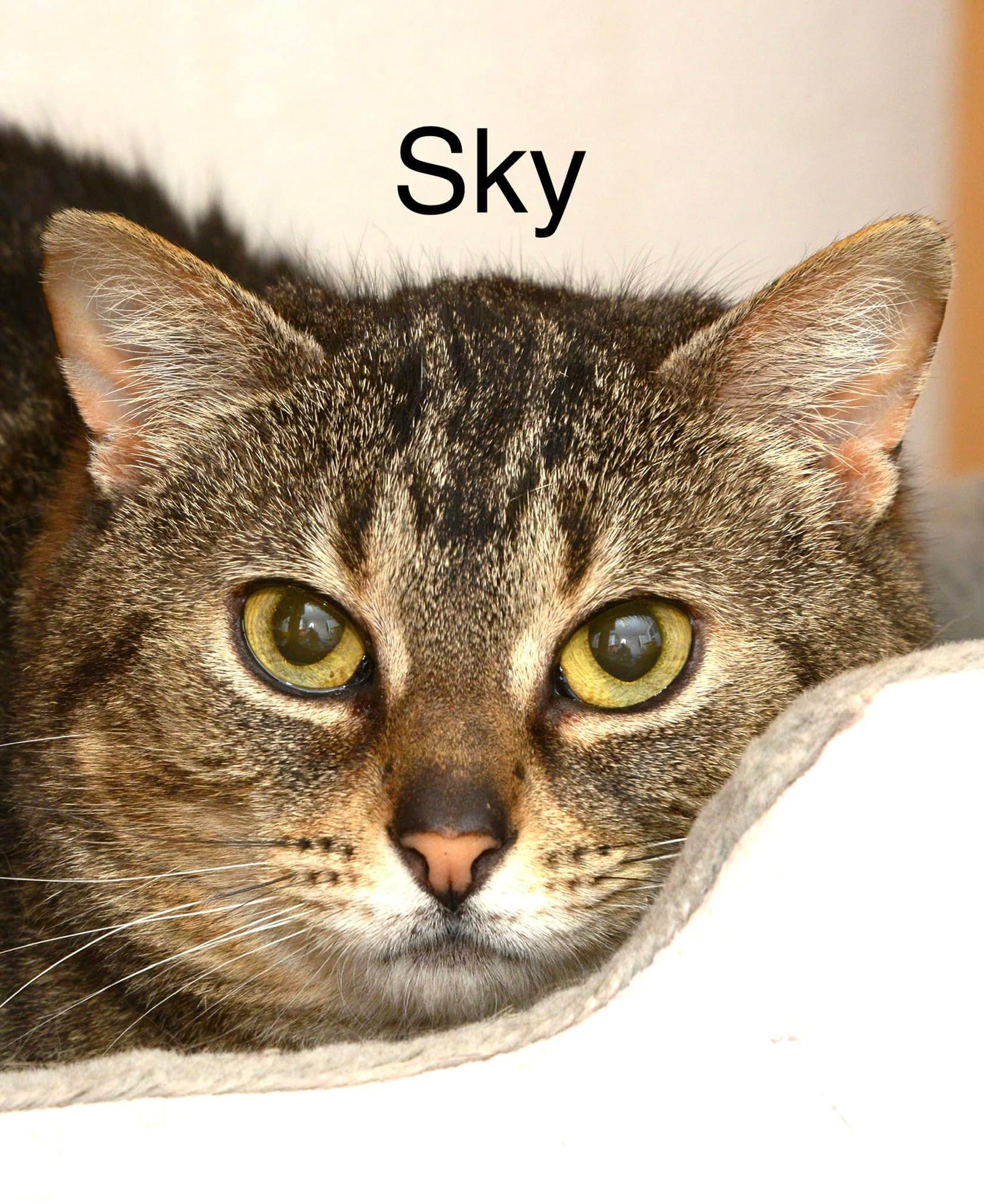 Sky, an adoptable Domestic Short Hair in Chilliwack, BC, V2P 6H3 | Photo Image 1