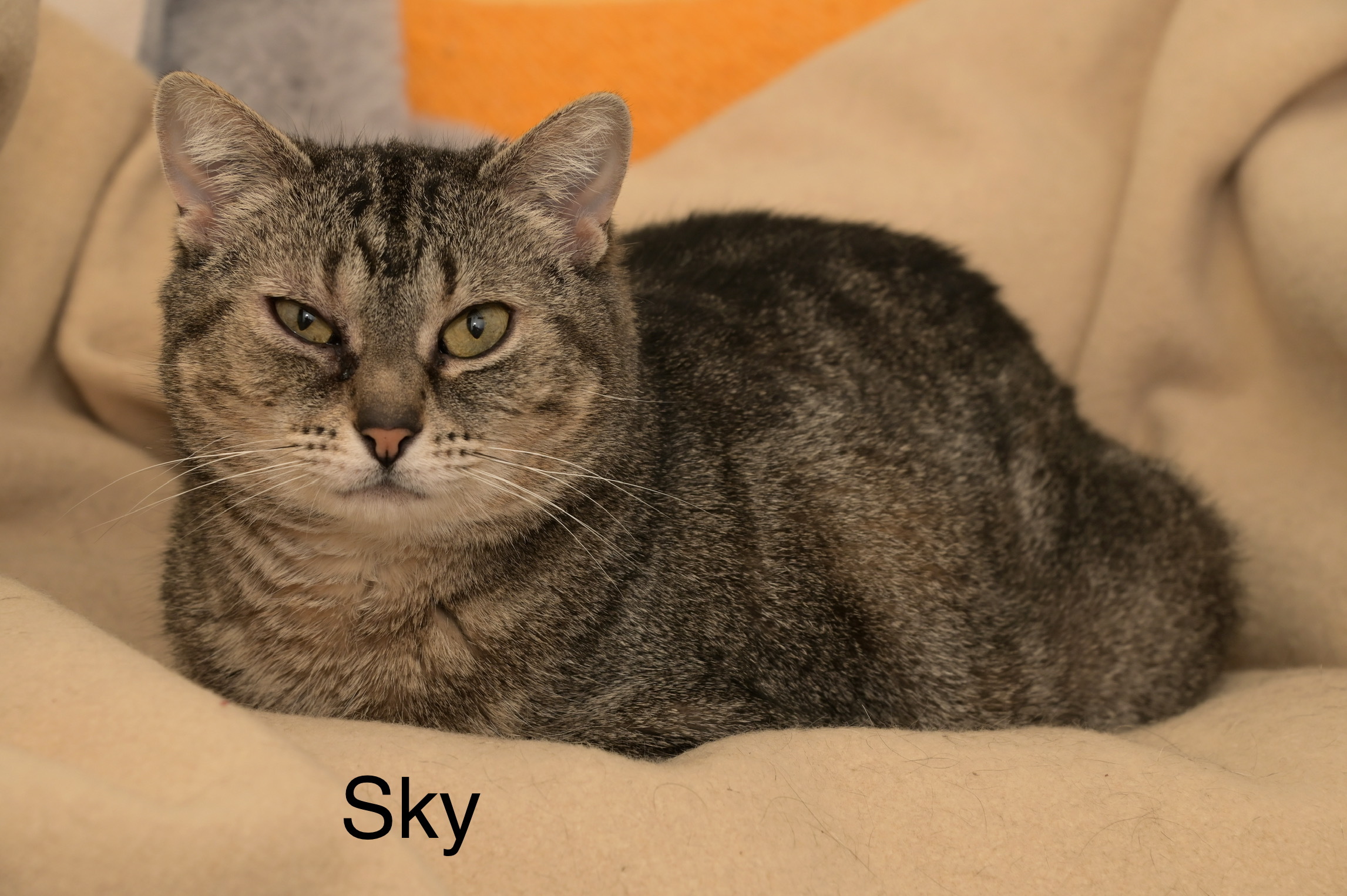 Sky, an adoptable Domestic Short Hair in Chilliwack, BC, V2P 6H3 | Photo Image 2