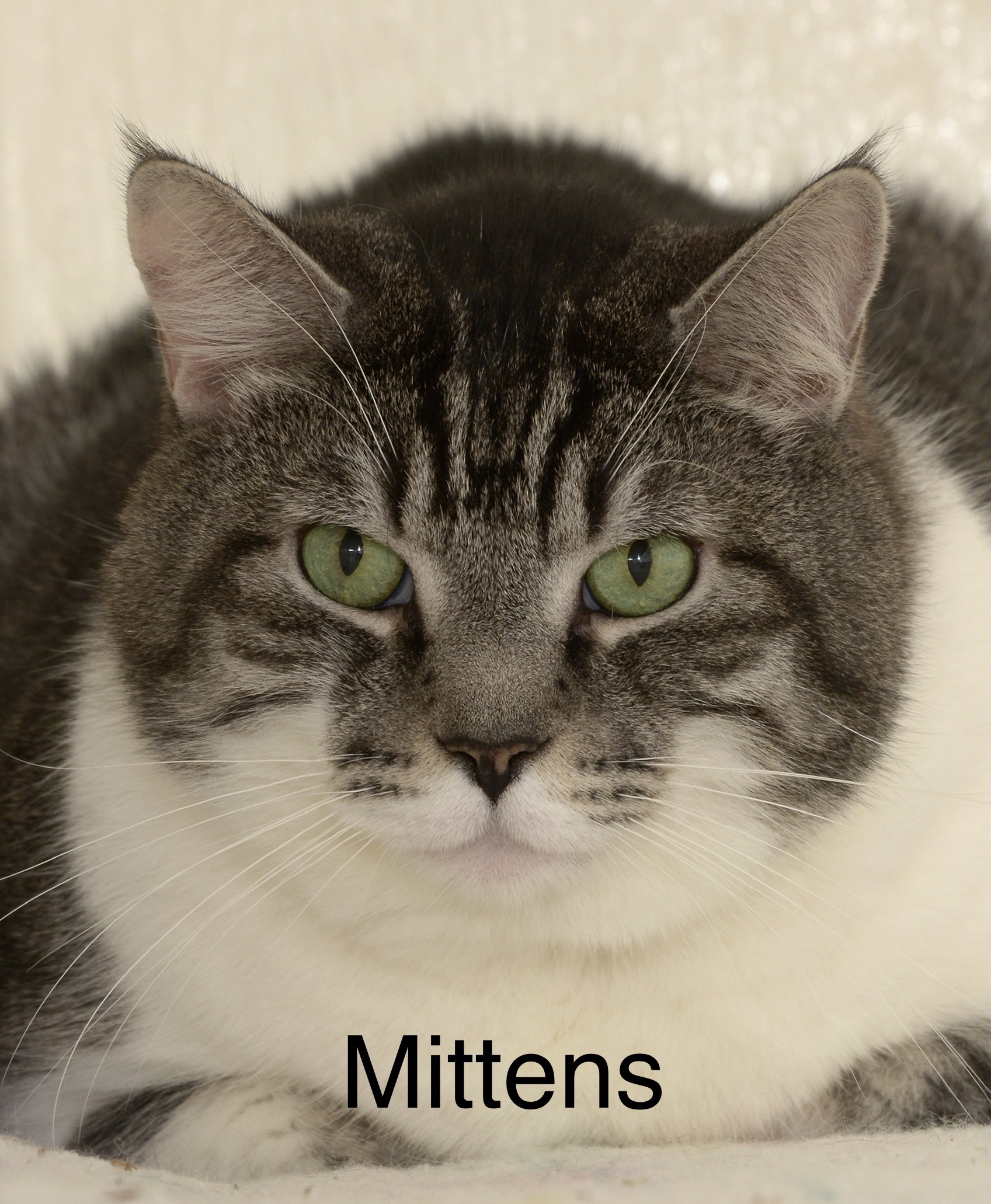 Mittens, an adoptable Domestic Short Hair in Chilliwack, BC, V2P 6H3 | Photo Image 1