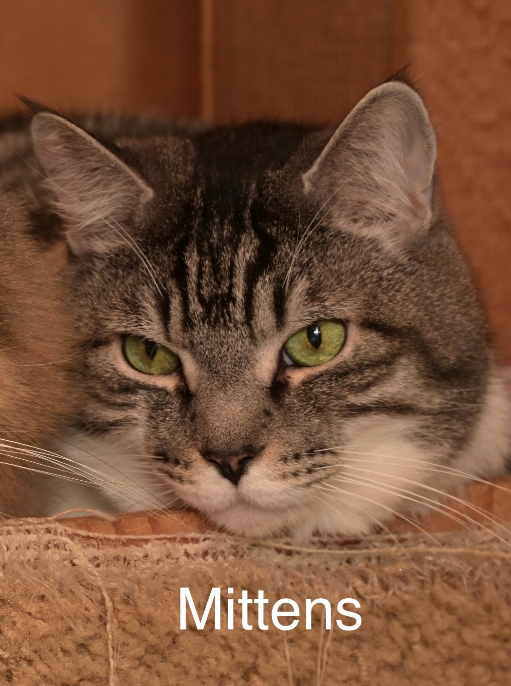 Mittens, an adoptable Domestic Short Hair in Chilliwack, BC, V2P 6H3 | Photo Image 2