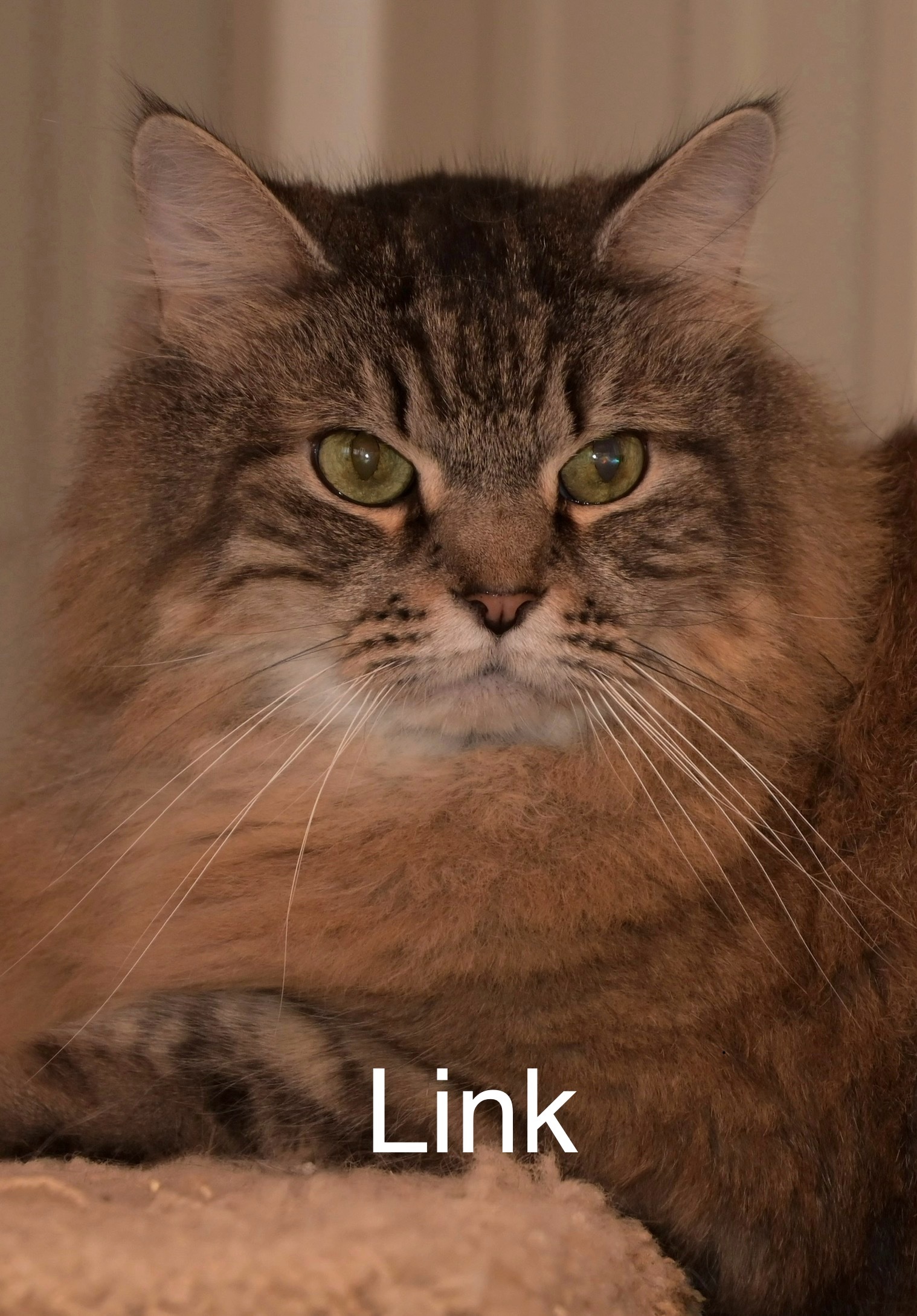 Link, an adoptable Domestic Long Hair in Chilliwack, BC, V2P 6H3 | Photo Image 1