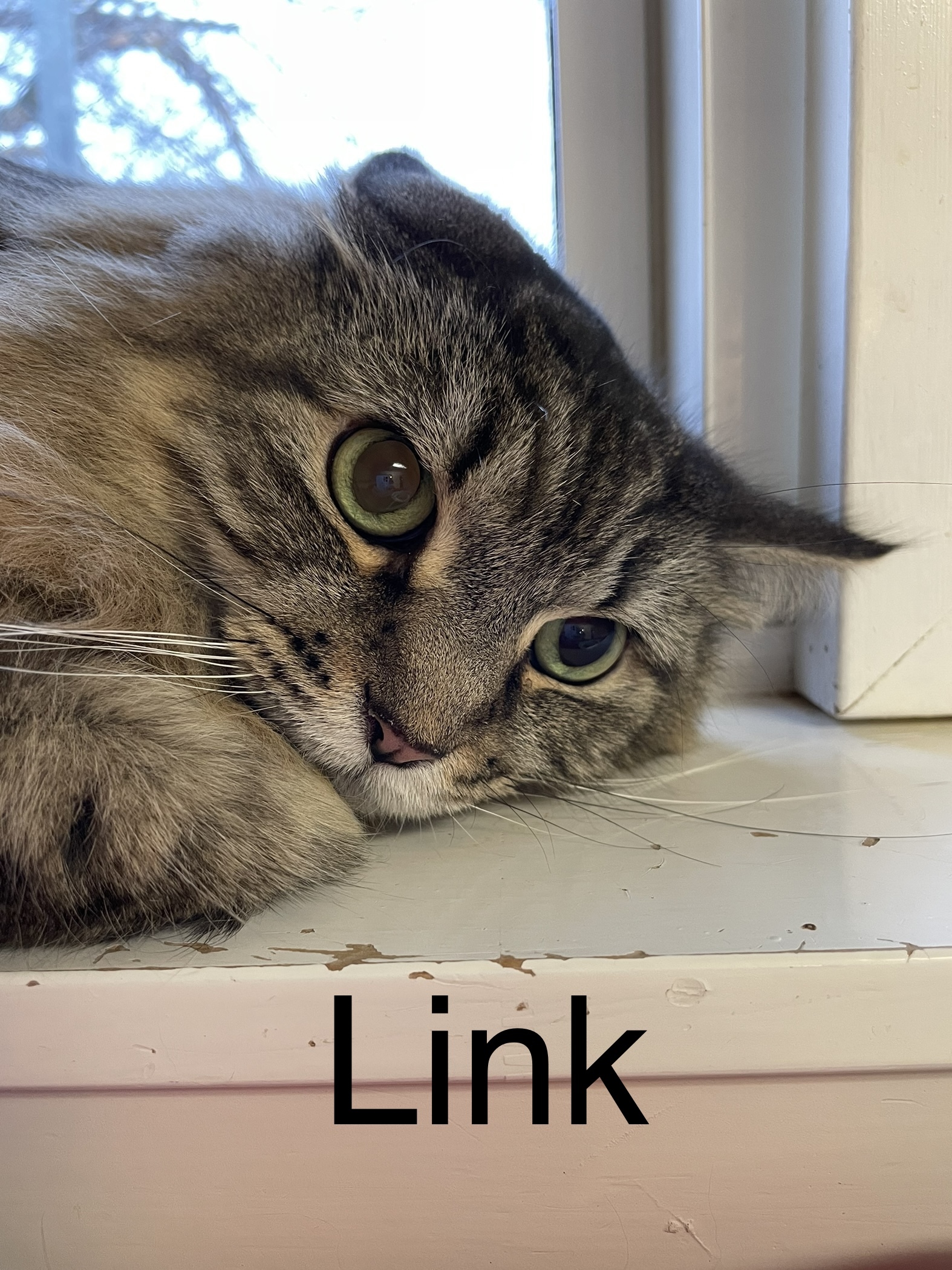Link, an adoptable Domestic Long Hair in Chilliwack, BC, V2P 6H3 | Photo Image 2