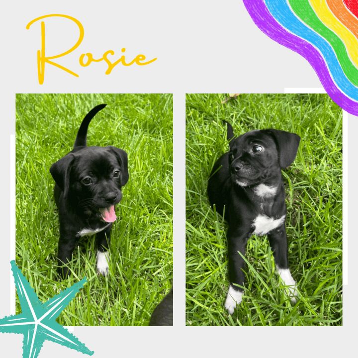 Rosie 2