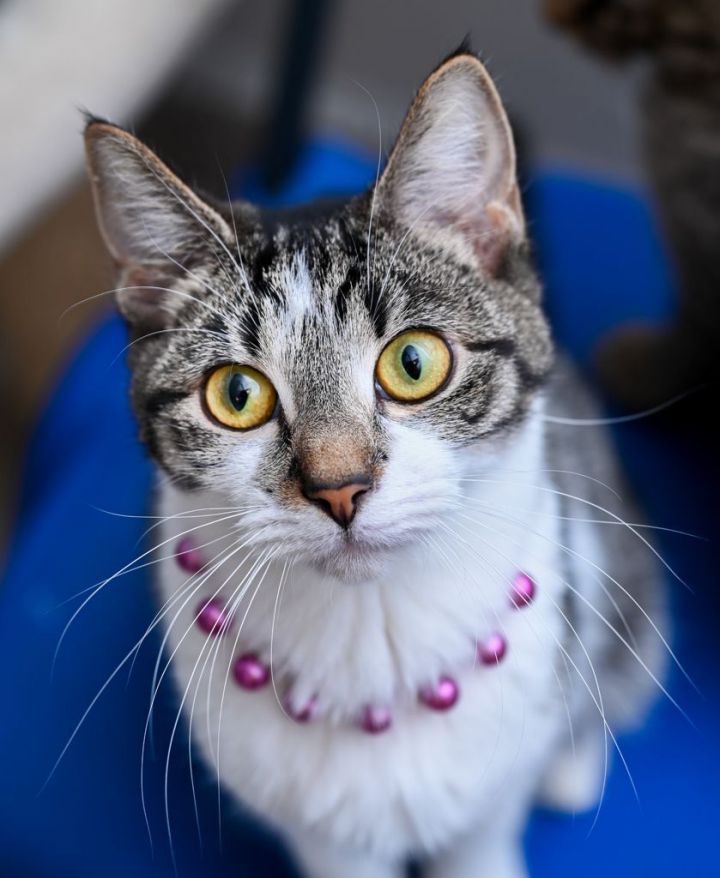 Nadia, an adoptable Tabby & Domestic Short Hair Mix in Chattanooga, TN_image-2