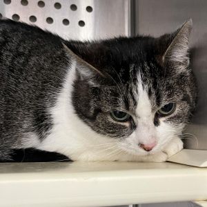 Martha, Adult Female Domestic Short Hair