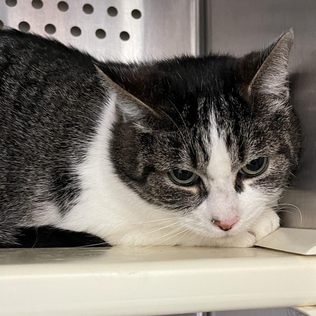Martha, an adoptable Domestic Short Hair in Lynchburg, VA, 24502 | Photo Image 1