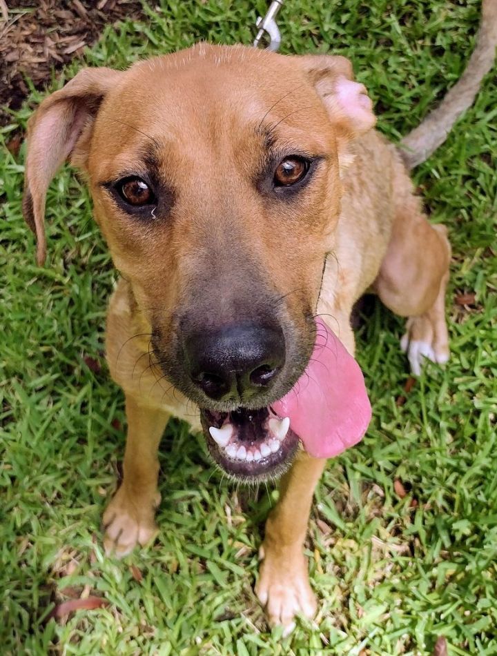 Dog for adoption - Brandy, a Labrador Retriever & Cattle Dog Mix in ...