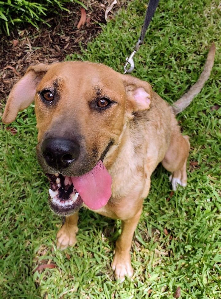 Dog for adoption - Brandy, a Labrador Retriever & Cattle Dog Mix in ...