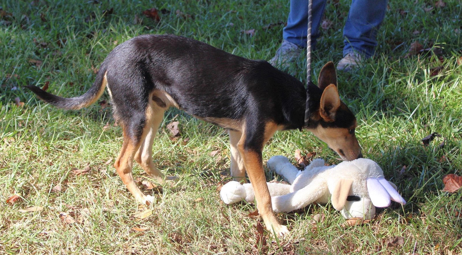 Lance-5 months Awesome puppy!! Neuter Contract Req