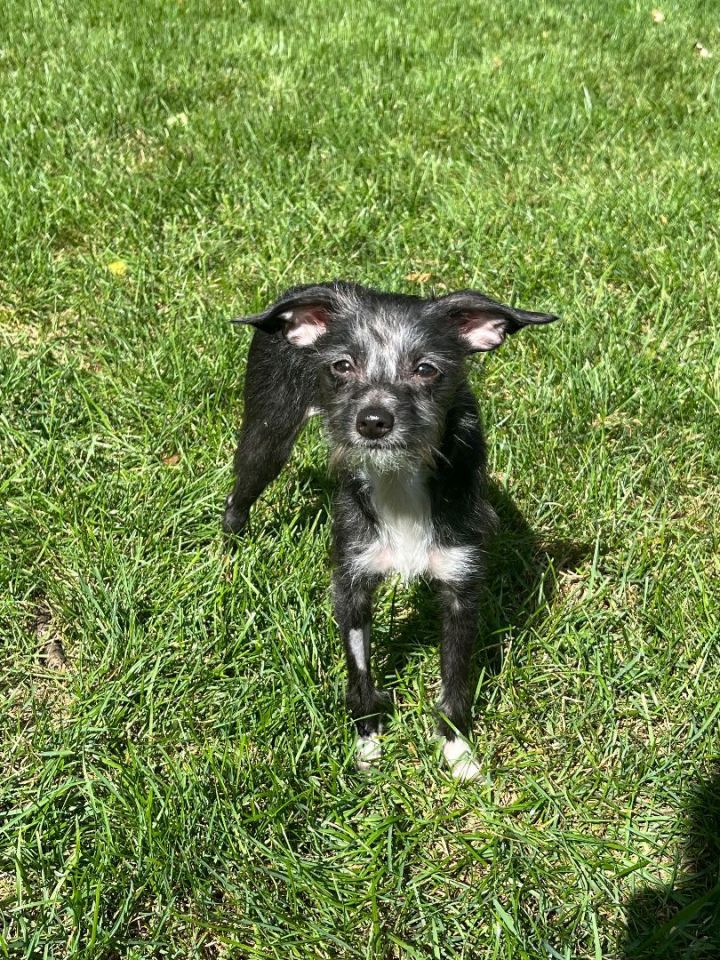 Franny, an adopted Chihuahua & Terrier Mix in Schaumburg, IL_image-4