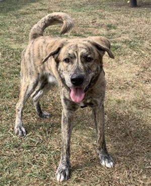 Hunter A189972, Adult Male Dutch Shepherd
