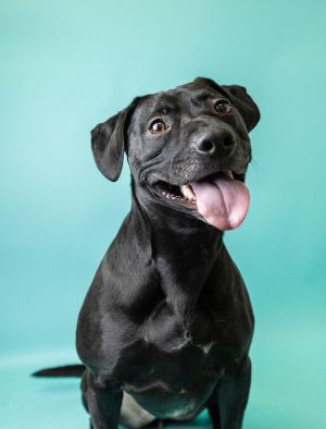 Dog For Adoption - Sora, A Labrador Retriever & Pit Bull Terrier Mix In  Fresno, Ca | Petfinder