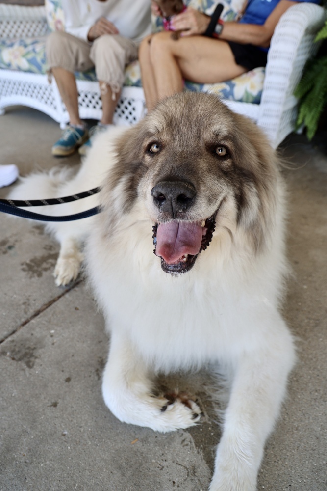 My Cousin Vinnie, an adoptable Great Pyrenees in Mundelein, IL, 60060 | Photo Image 1