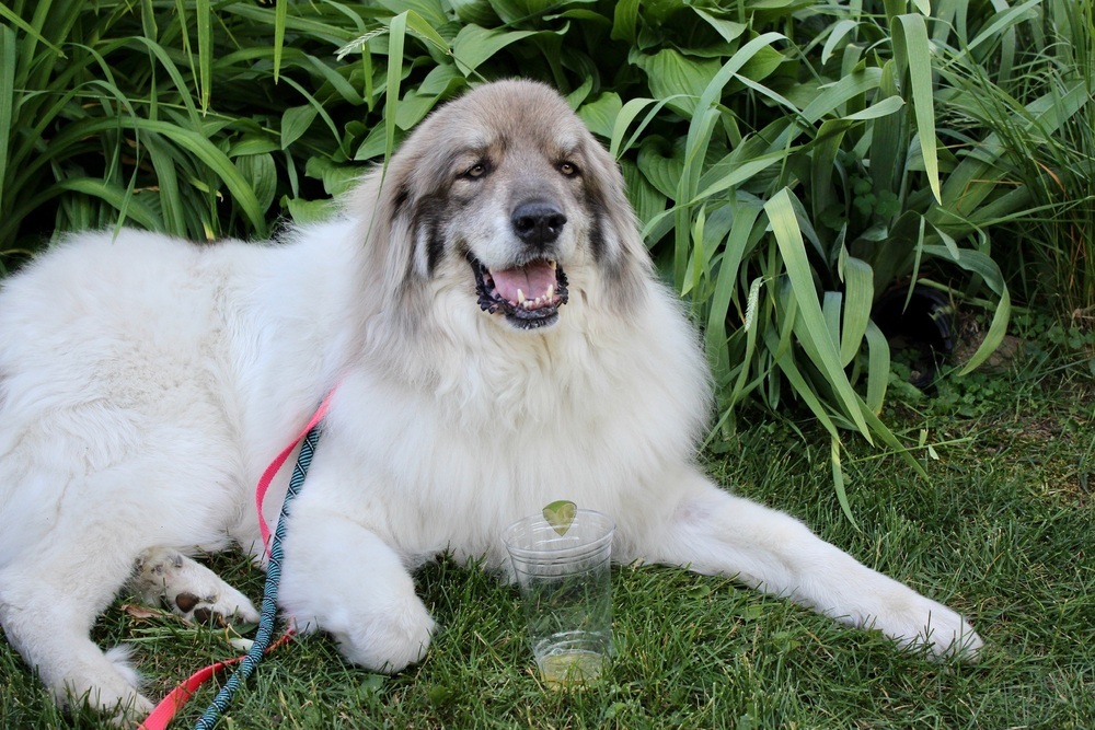 My Cousin Vinnie, an adoptable Great Pyrenees in Mundelein, IL, 60060 | Photo Image 2