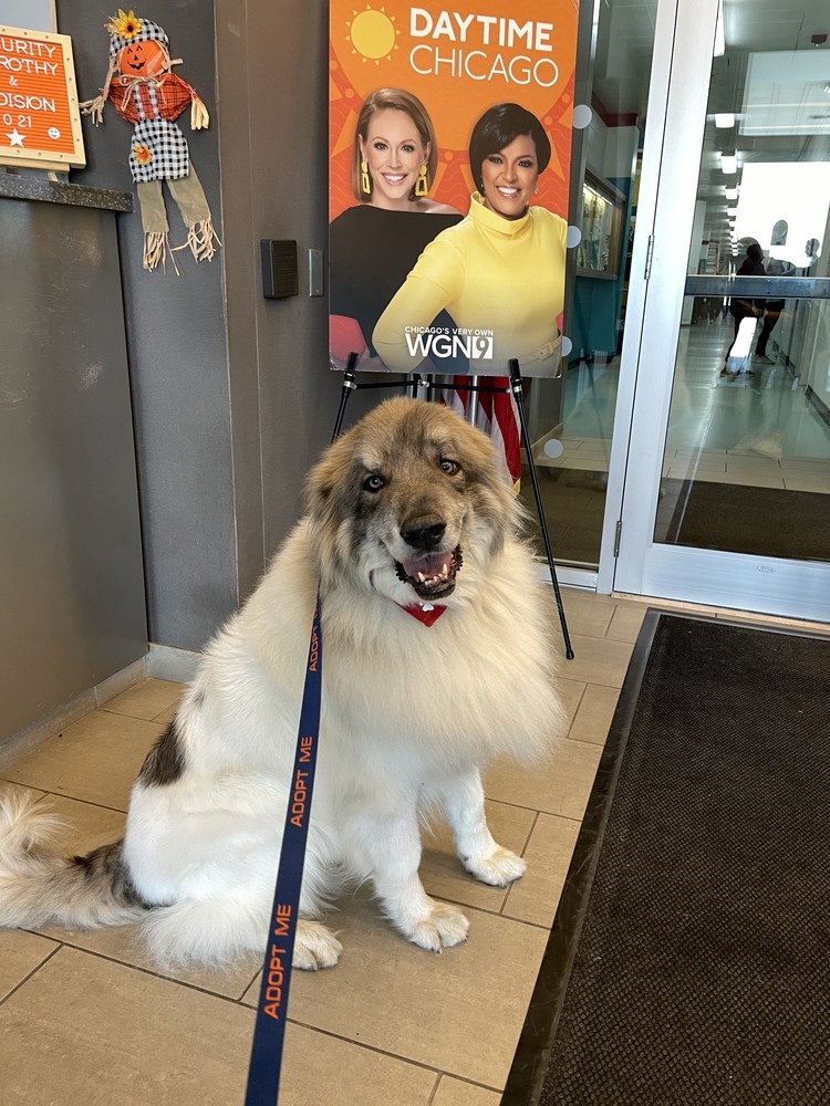 My Cousin Vinnie, an adoptable Great Pyrenees in Mundelein, IL, 60060 | Photo Image 4