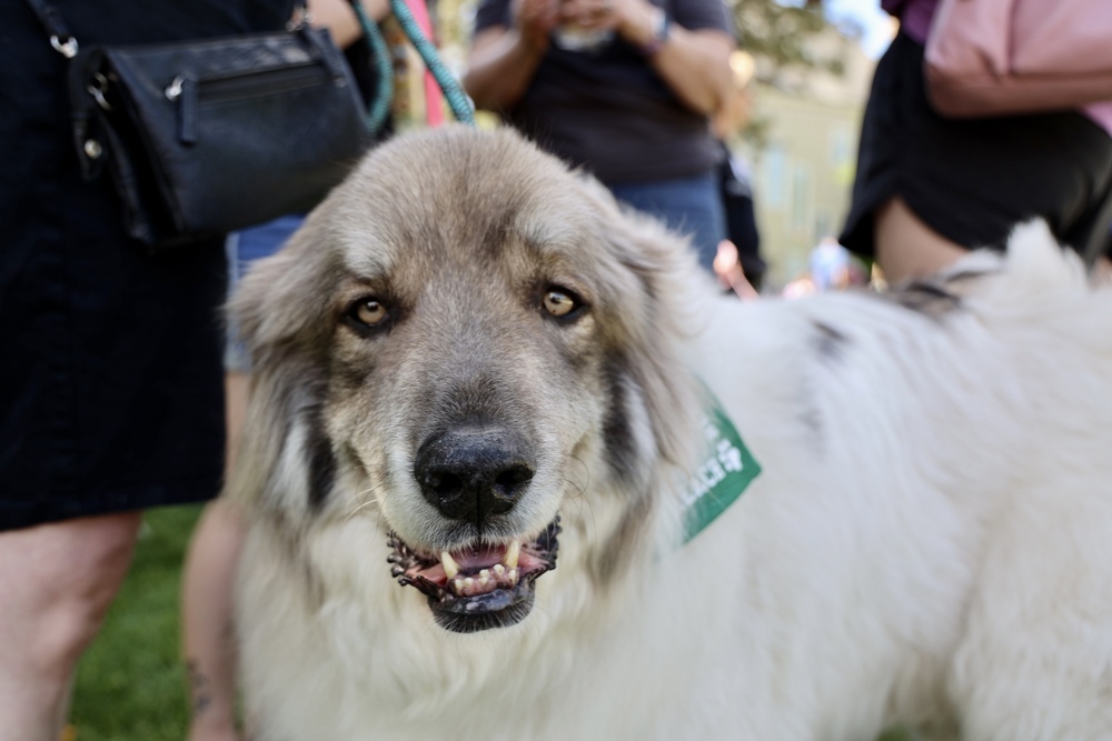 My Cousin Vinnie, an adoptable Great Pyrenees in Mundelein, IL, 60060 | Photo Image 5