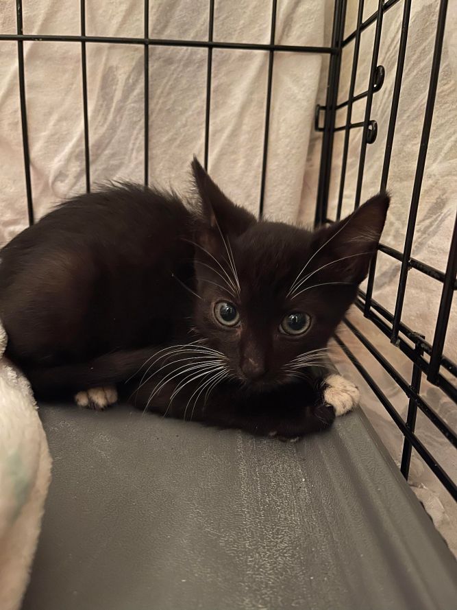 Binx