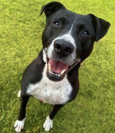 Nash (Chip Lonestar), an adoptable Terrier, Dalmatian in Rockaway, NJ, 07866 | Photo Image 1