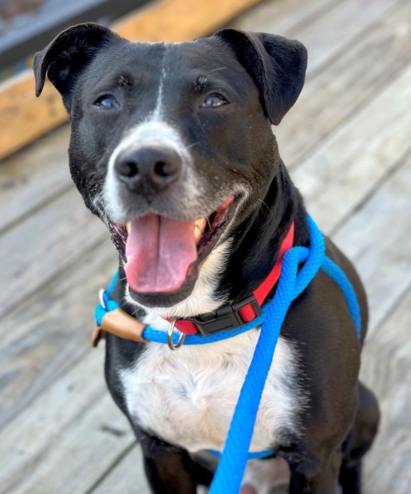 Nash (Chip Lonestar), an adoptable Terrier, Dalmatian in Rockaway, NJ, 07866 | Photo Image 2