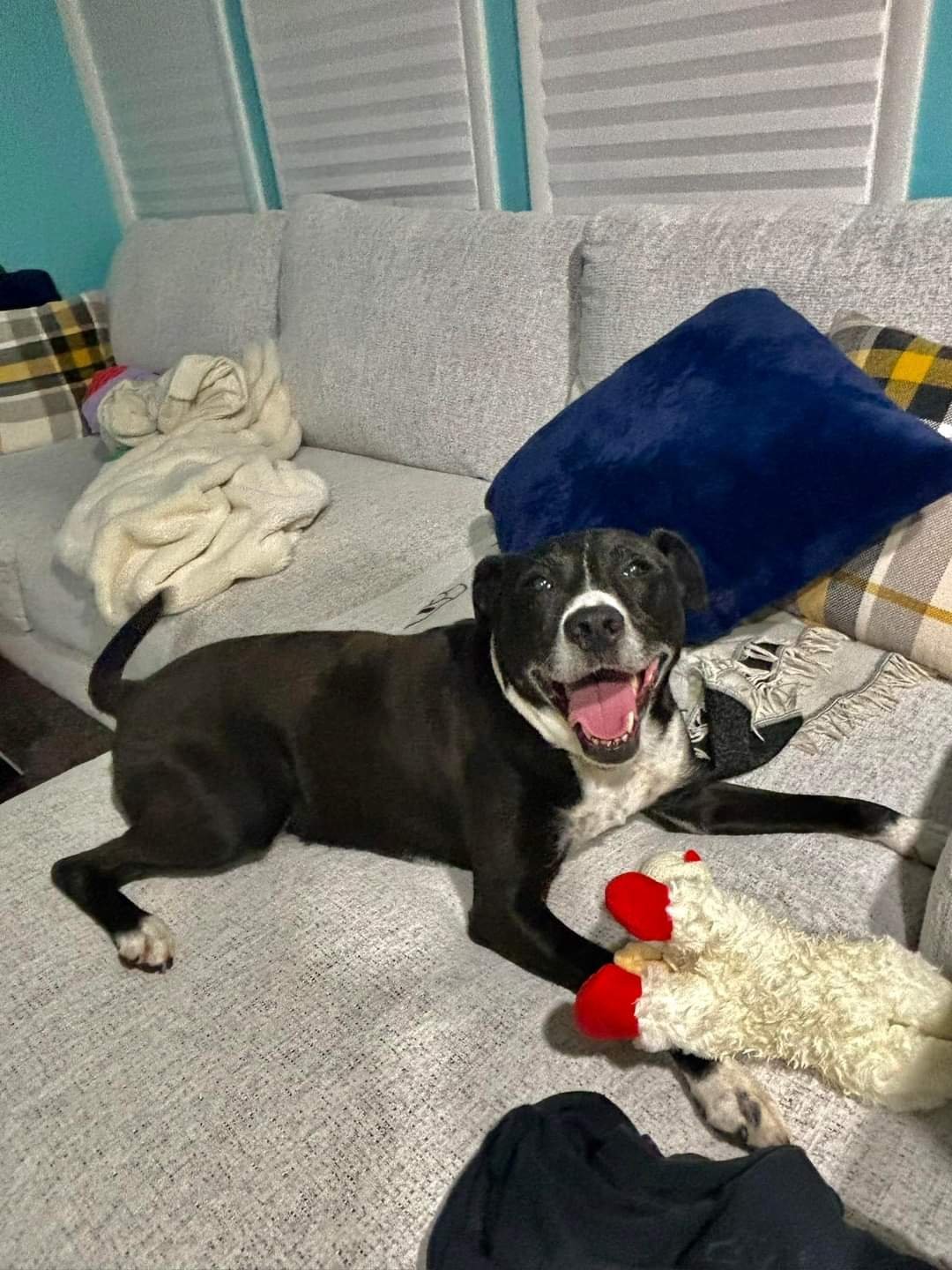 Nash (Chip Lonestar), an adoptable Terrier, Dalmatian in Rockaway, NJ, 07866 | Photo Image 3