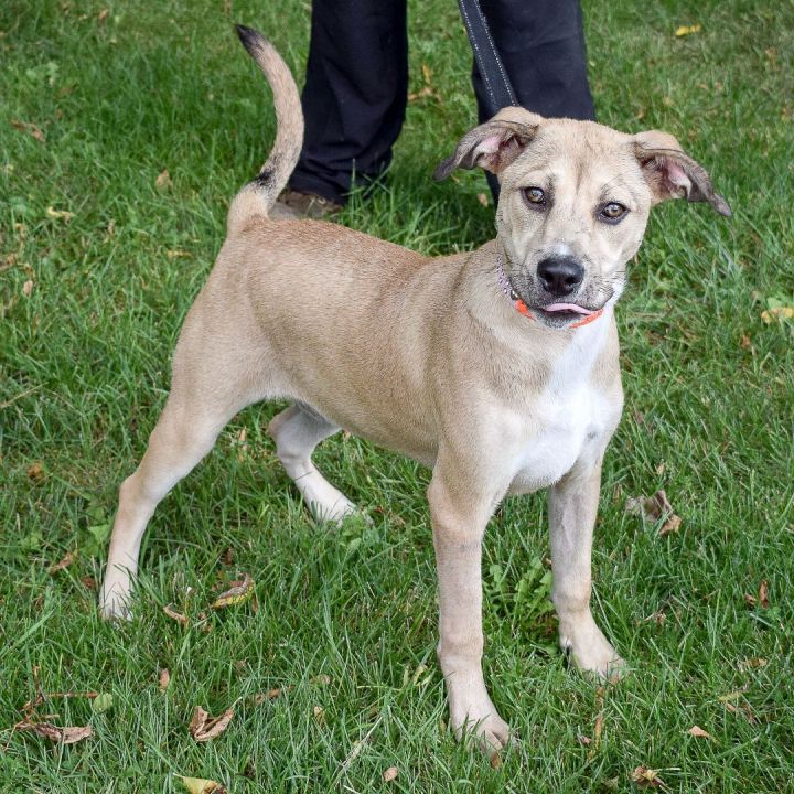 Dog For Adoption - Tia, A Yellow Labrador Retriever & German Shepherd 