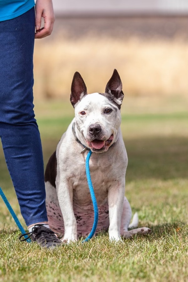 Snoopy, an adoptable Pit Bull Terrier Mix in Kennewick, WA_image-4