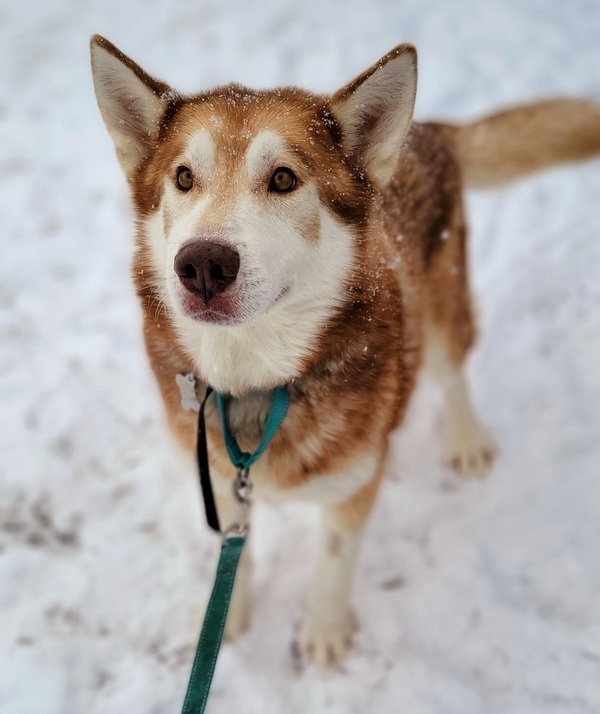 Alpine White Fang