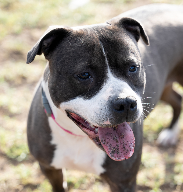 Hera, an adoptable Pit Bull Terrier Mix in Kennewick, WA_image-1
