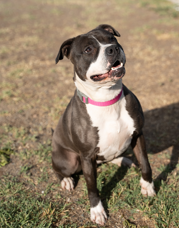 Hera, an adoptable Pit Bull Terrier Mix in Kennewick, WA_image-2