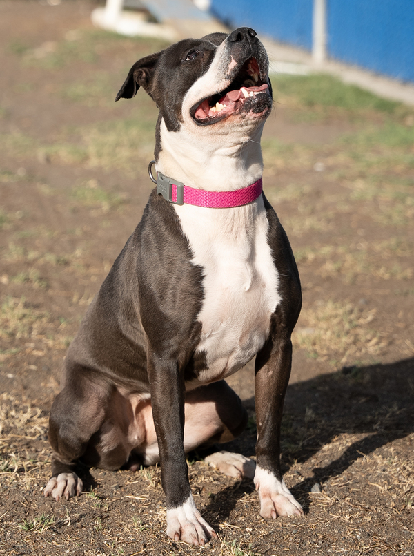 Hera, an adoptable Pit Bull Terrier Mix in Kennewick, WA_image-3