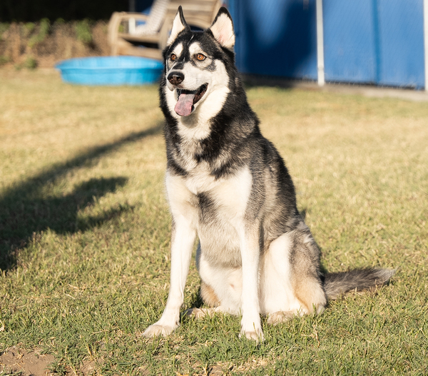 Balto, an adoptable Siberian Husky Mix in Kennewick, WA_image-1