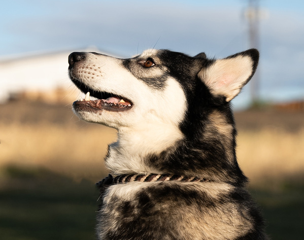 Balto, an adoptable Siberian Husky Mix in Kennewick, WA_image-2