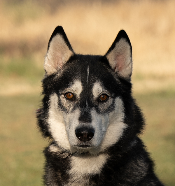 Balto, an adoptable Siberian Husky Mix in Kennewick, WA_image-3