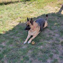 Annie, an adoptable German Shepherd Dog in ONeill, NE_image-3