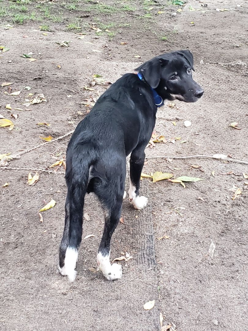 Bingo , an adoptable Labrador Retriever, Border Collie in Orangeville, ON, L9W 0P1 | Photo Image 1