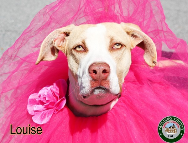 22-09-2845 Louise, an adoptable Pit Bull Terrier Mix in Dallas, GA_image-1