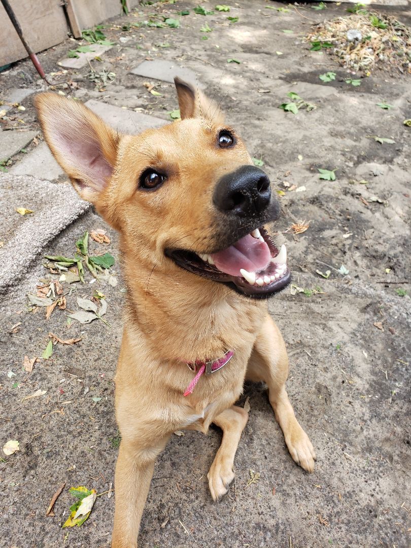 Katamata , an adoptable Mixed Breed in Orangeville, ON, L9W 0P1 | Photo Image 1